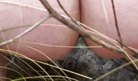 Forêt voir film porno français Natalia.
